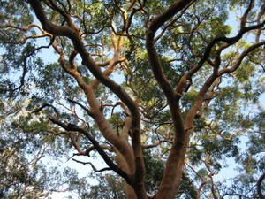 Angophora costata twisted branches