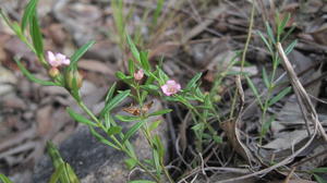 Boronia polygalifolia plant shape