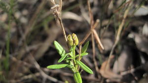 Boronia polygalifolia fruit