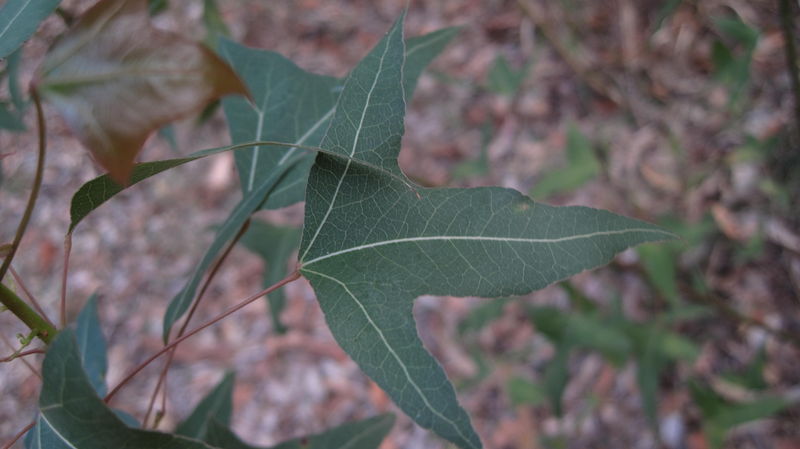 Brachychiton populneus juvenile leaf