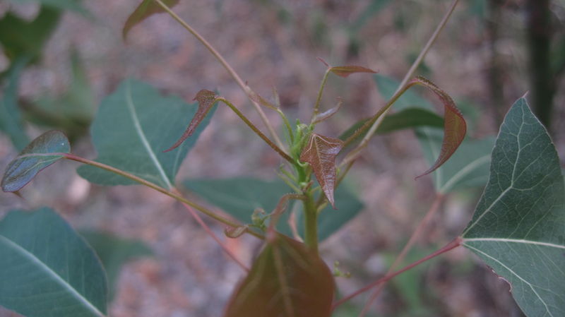 Brachychiton populneus new growth