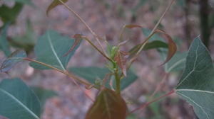 Brachychiton populneus new growth