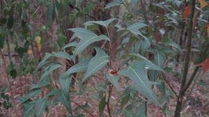 Brachychiton populneus young plant