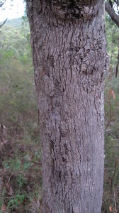 Brachychiton populneus - Kurrajong