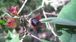 Clerodendrum tomentosum fruit