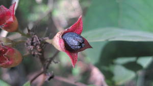 Clerodendrum tomentosum fruit