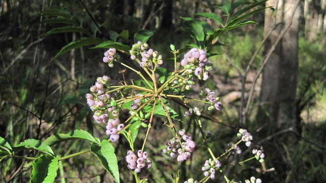 Polyscias sambucifolius fruit