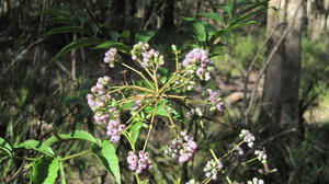 Polyscias sambucifolius fruit