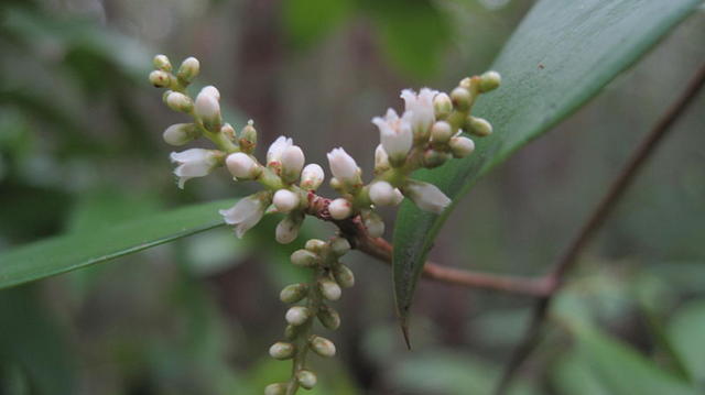 Trochocarpa laurina (15).JPG