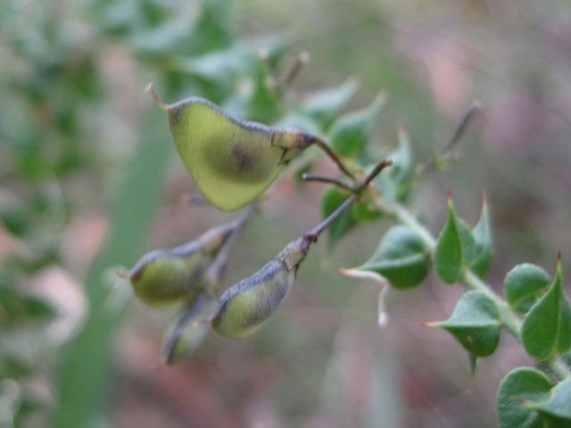 Daviesia squarrosa fruit