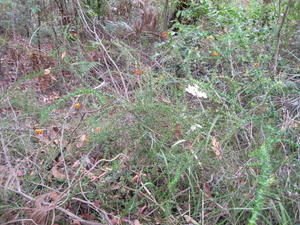 Daviesia squarrosa plant shape