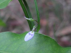 Hybanthus monopetalus flower