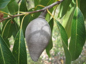 Xylomelum pyriforme fruit