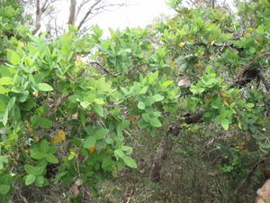 Angophora hispida tree shape