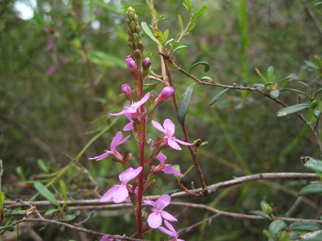 Stylidium productum flower spike