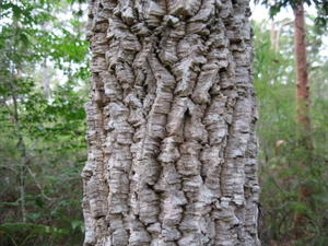 Endiandra sieberi corky bark