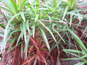 Stylidium productum leaves on aerial stem