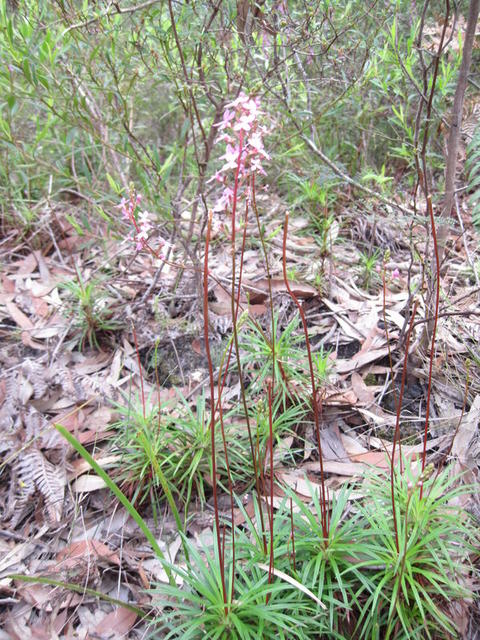 Stylidium productum tufted plant shape