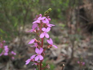 Stylidium productum flower spike