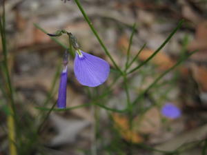 Hybanthus monopetalus flower