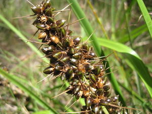 Lomandra longifolia fruit