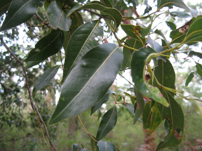 Endiandra sieberi leaves with yellow midvein