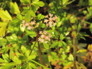 Apium prostratum ssp prostratum flowers