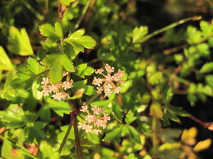 Apium prostratum ssp prostratum flowers