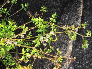 Apium prostratum ssp prostratum sprawling habit