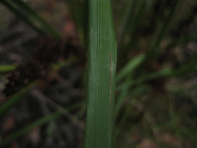 Gahnia aspera leaf