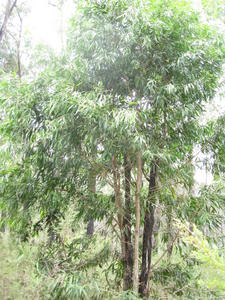 Callistemon salignus tree shape