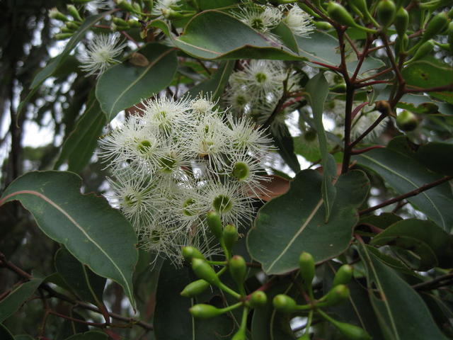 Corymbia gummifera flowers