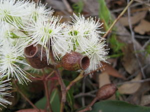 Corymbia gummifera fruit and flowers