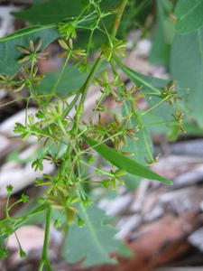 Dodonaea triquetra flowers