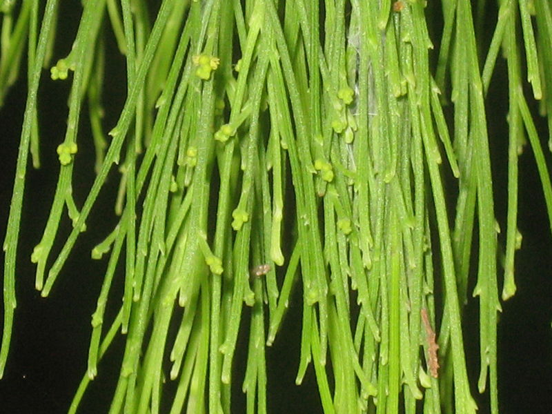 Exocarpus cupressiformis flowers and buds