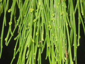 Exocarpus cupressiformis flowers and buds