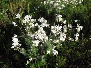 Actinotus helianthi - Flannel Flower