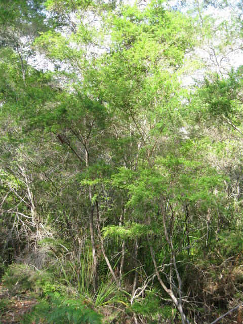 Leptospermum polygalifolium subsp polygalifolium - tall plant in shady forest