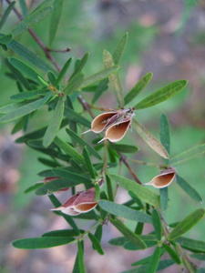 Pultenaea blakelyi opened fruit