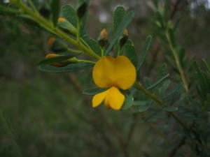 Pultenaea blakelyi flower