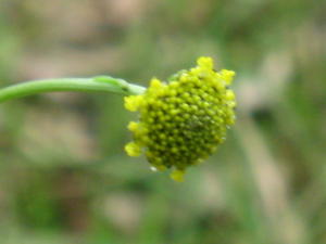 Craspedia variabilis bud