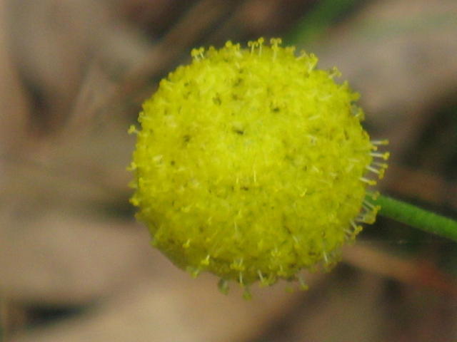 Craspedia variabilis flower