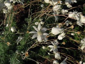 Actinotus helianthi flower