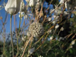 Actinotus helianthi seed head