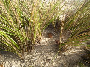 Austrofestuca littoralis growth habit