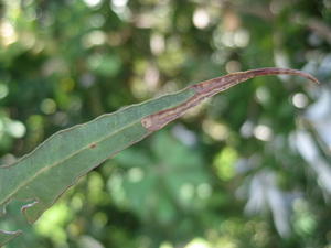 Eucalyptus microcorus narrow tapered leaf, scalloped edge