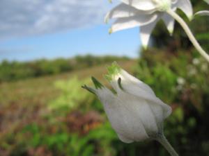 Actinotus helianthi bud