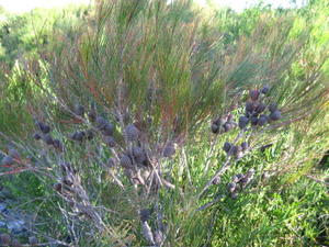 Allocasuarina littoralis growth habit