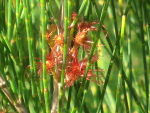 Allocasuarina littoralis flowers 