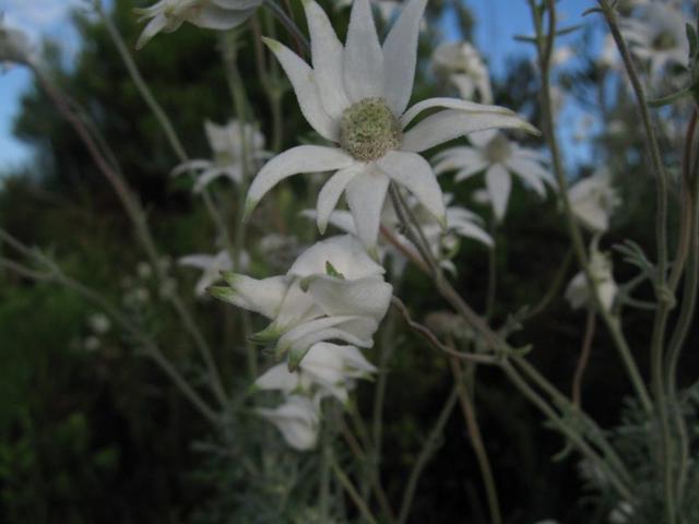 Actinotus helianthi flower